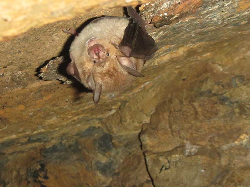 bats Bats
