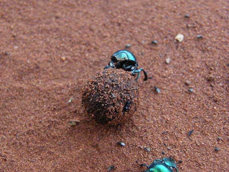 Dung Beetles