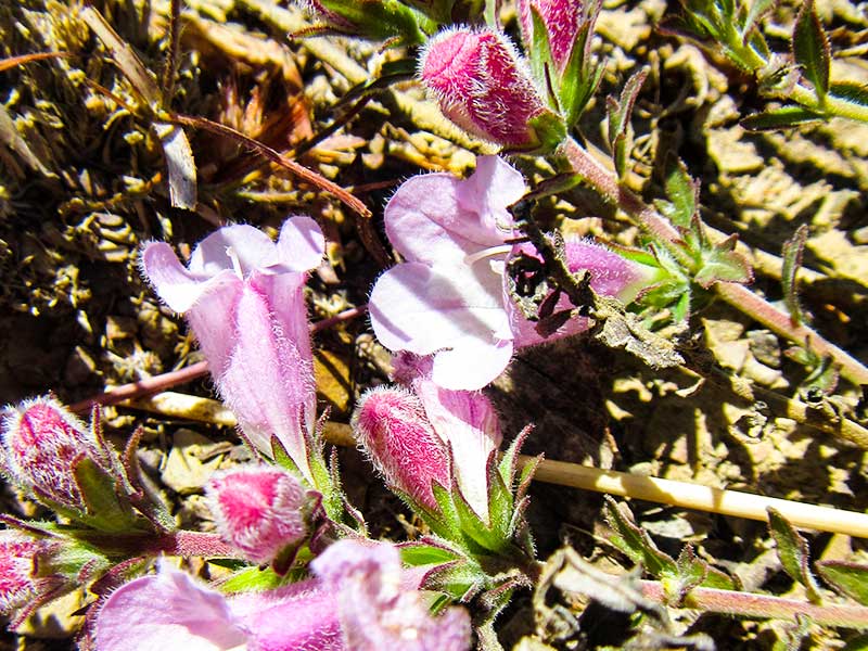 flowers Marico flowers
