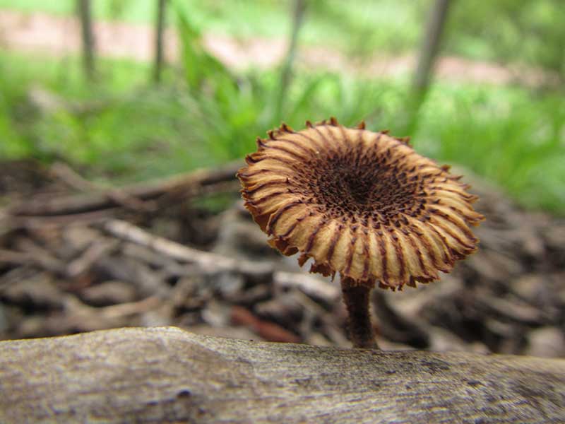fungus_2 Fungus