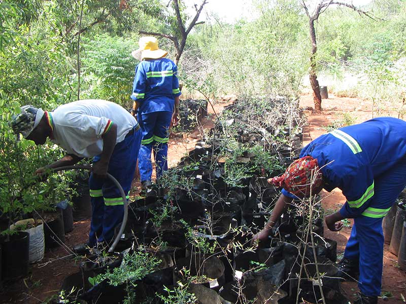 Indigenous Nursery