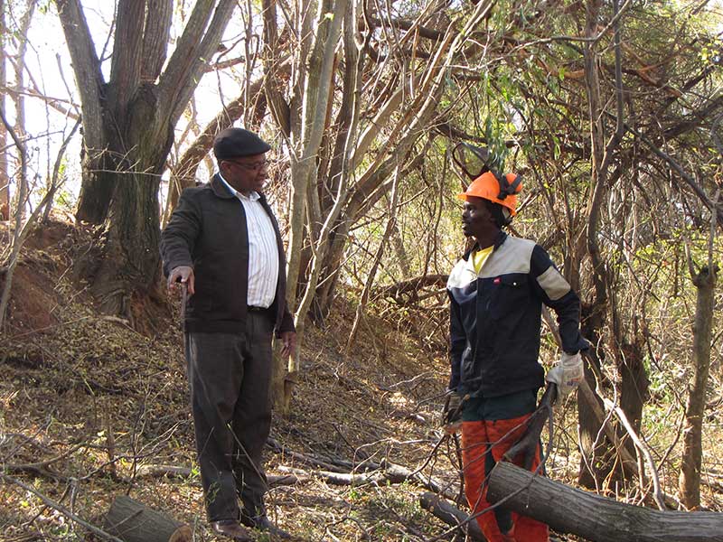 Invasive tree removal Invasive tree removal