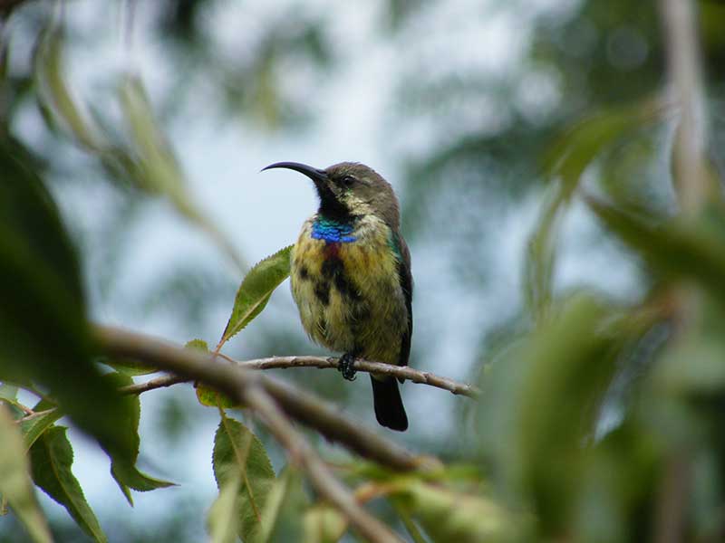 Juvenile Sunbird