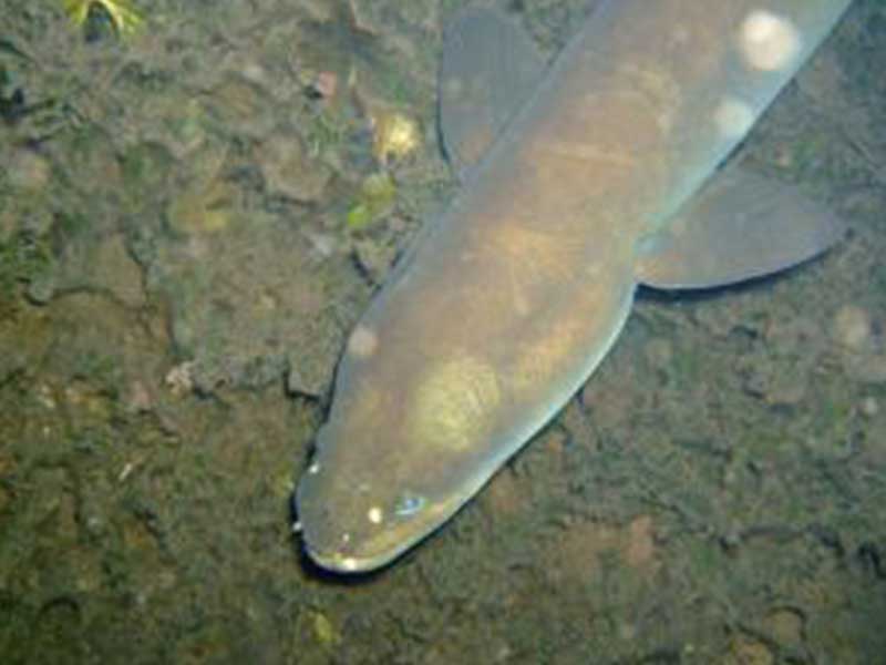 Kaaloog Eel