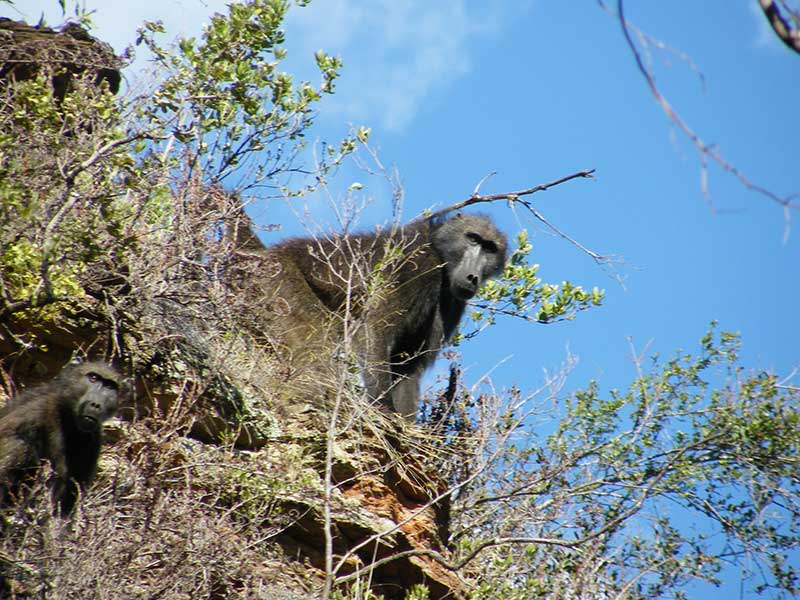 kransburgers Baboons