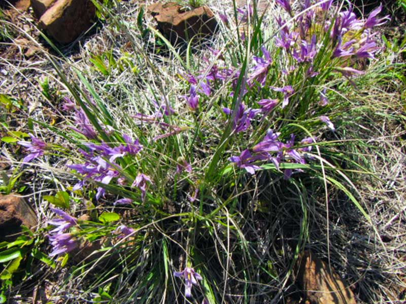 Medicinal Plant