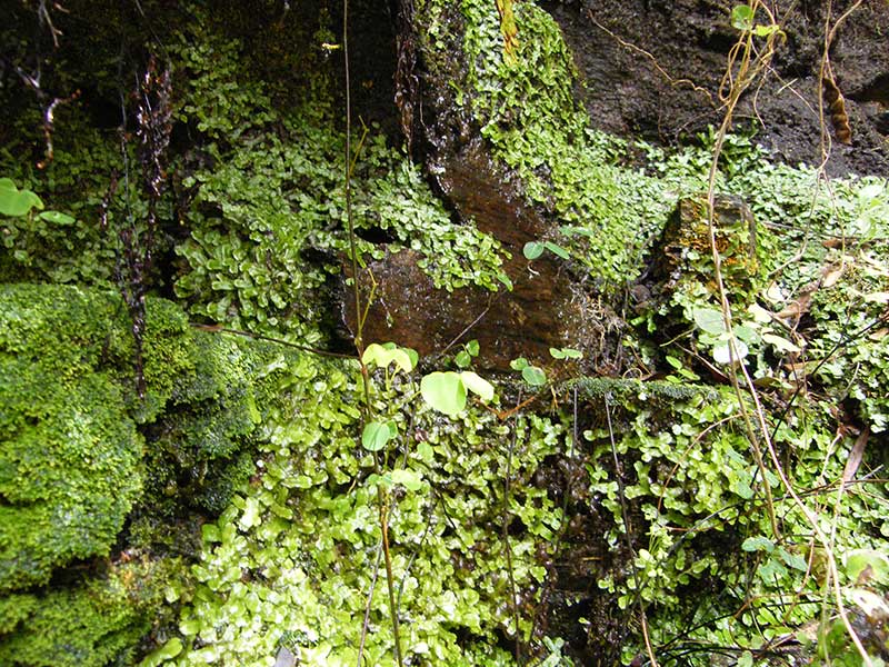 moss Moss