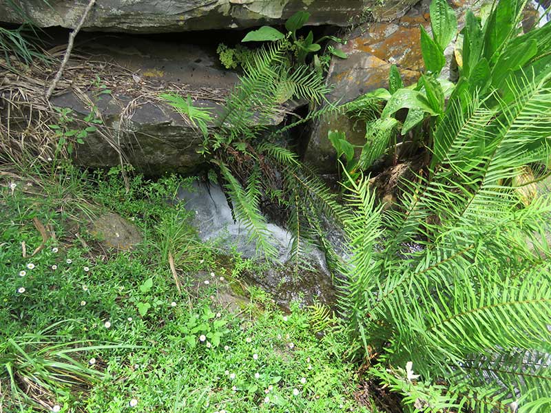 Marico Plantlife