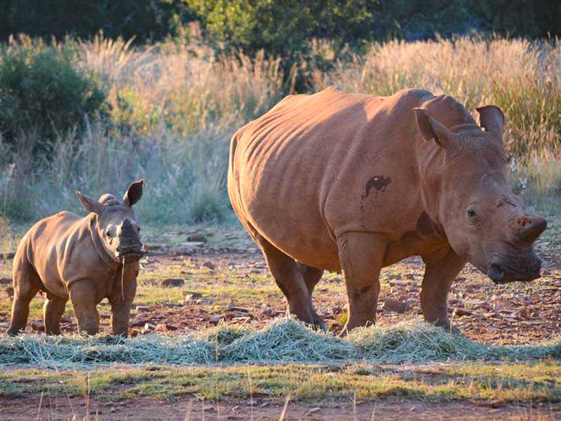 rhino Rhino