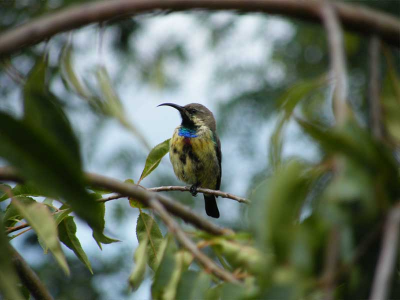 Juvenile Sunbird