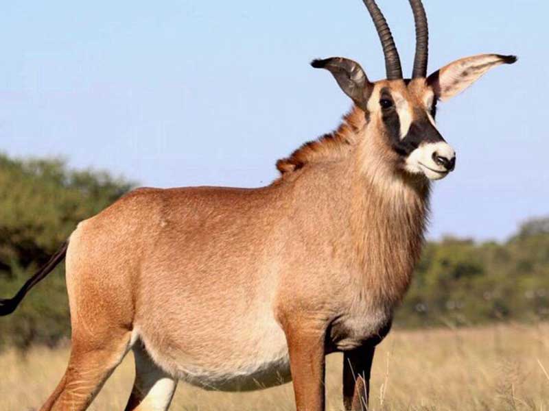 roan-antelope Roan Antelope